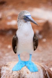 budget travel galapagos