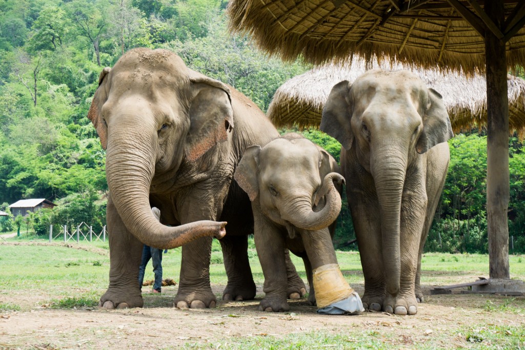 One of the littlest guys with an injured foot welcomed into a family of misfits (my heart = MELTING).