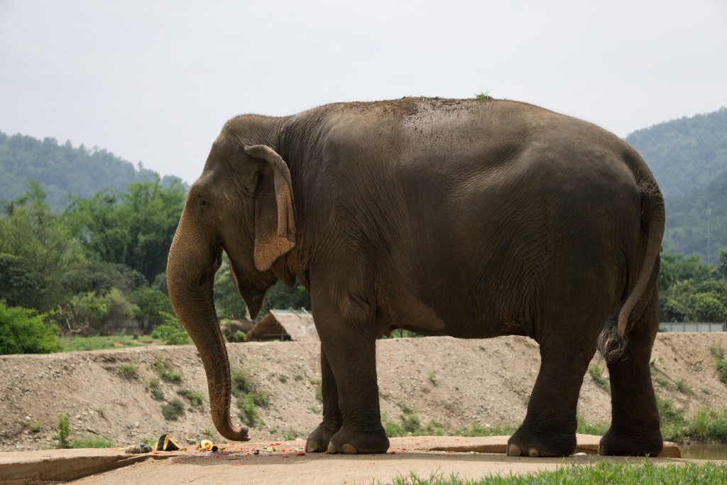 Elephant Nature Park, Chiang Mai, Thailand