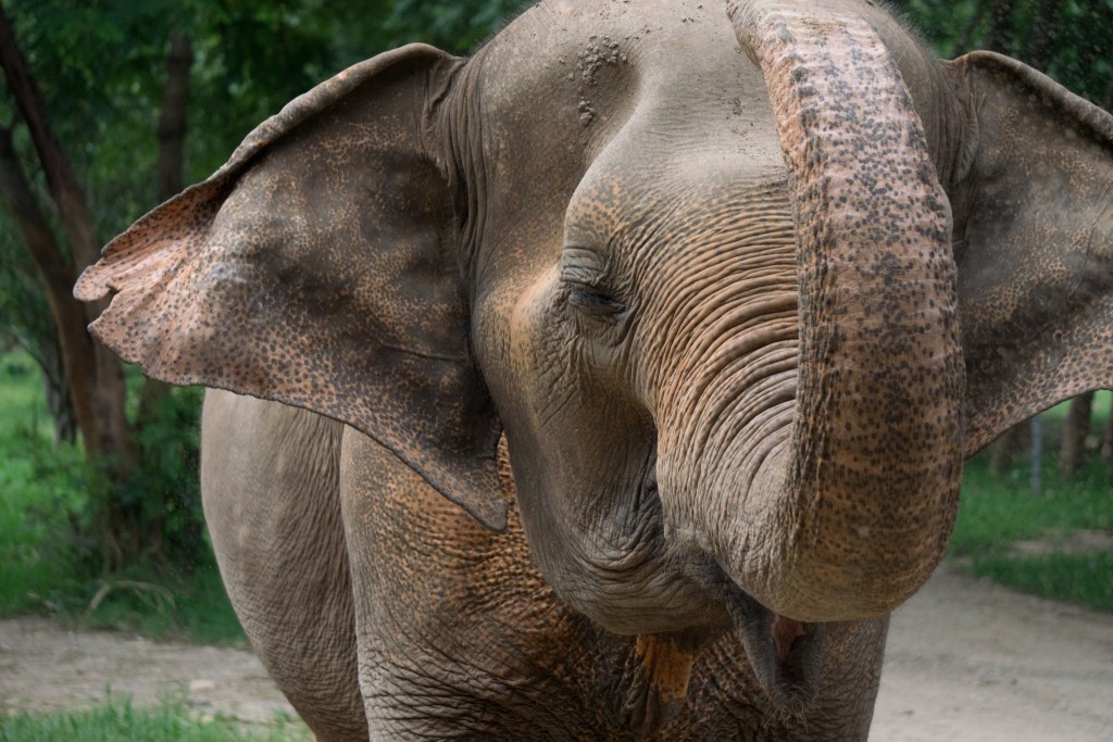 Elephant Nature Park, Chiang Mai