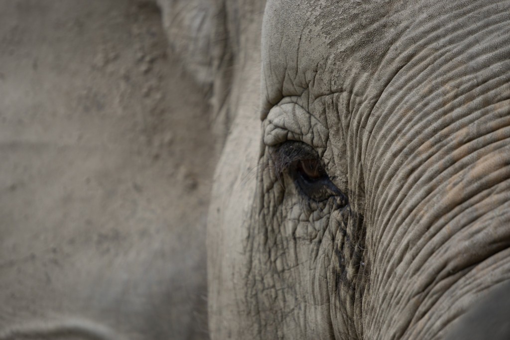 Elephant Nature Park, Chiang Mai