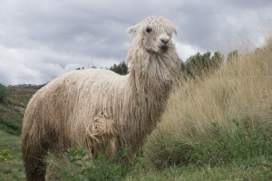 Alpaca Peru