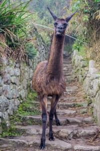 Machu Picchu Llama