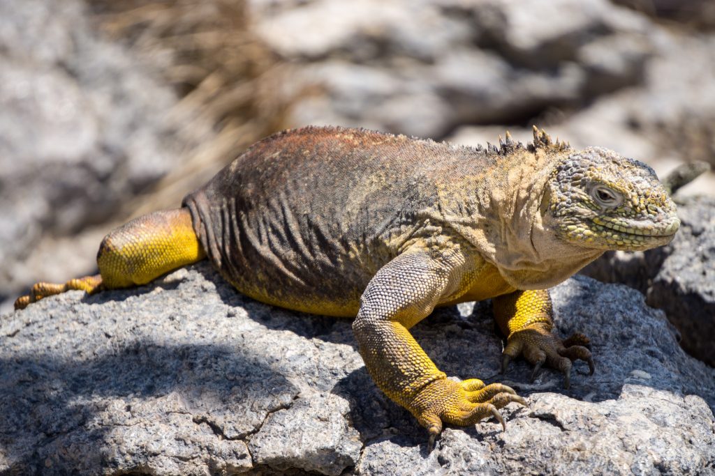 land iguana