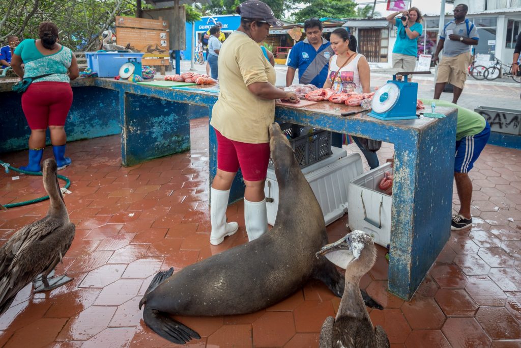 Puerto Ayora market