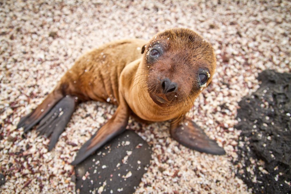 23 Ways to Explore Galapagos on a Budget - Thrifty Nomads