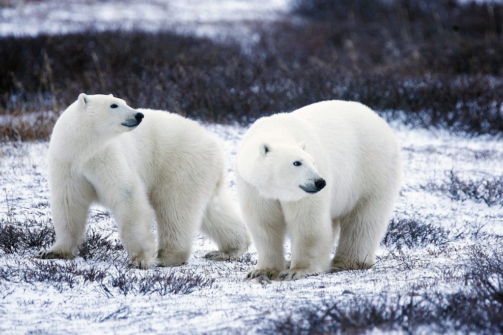 polar-bears-1665367_1280