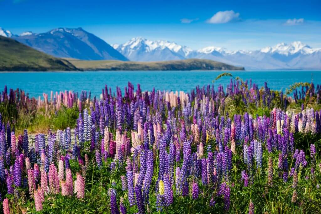 nz herald travel guide