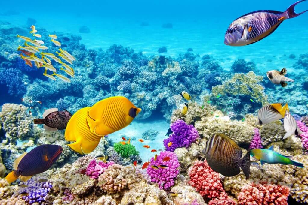 travel great barrier reef