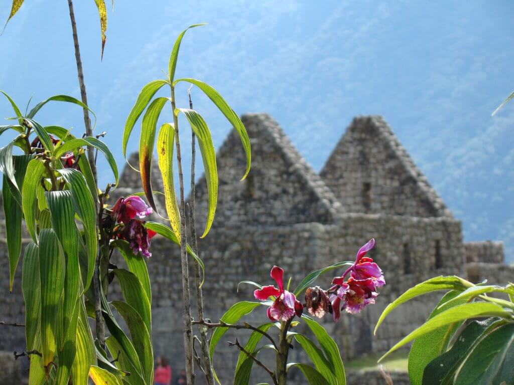 do you need a tour guide for machu picchu